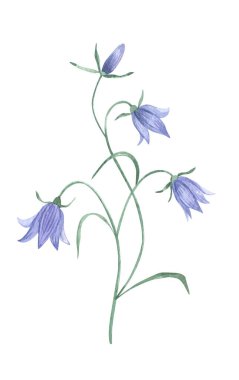 Botanik suluboya, yabani çiçek, leylak, Campanulaceae. Elle çizilmiş doğal element beyaza izole edilmiş. Doğum günü, düğün kartı, davetiye, selamlama, Anneler Günü için. Tasarım logosu.