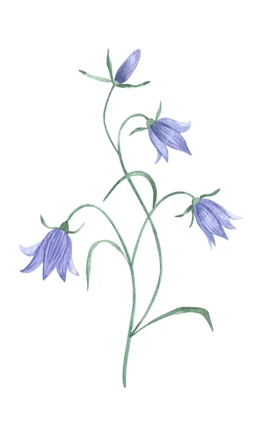 Waterverf botanische wilde bloem lila Campanulaceae. Met de hand getekend natuurlijk element geïsoleerd op wit. Voor verjaardag, trouwkaart, uitnodiging, groet, moederdag. Ontwerplogo. — Stockfoto