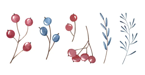 수채화 식물학 세트. 빨강, 파랑, 초록 완두콩 잎들. 손그리기. 하얀 배경에 고립되어 있습니다. 축일 카드, 겨울 포스터, 깃발, 벽지, 포장지, 디자인. — 스톡 사진