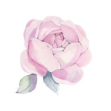 Klasik el yapımı şakayık ya da gül seti. Botanik froral tasarımı. Beyaz çiçeklerle izole edilmiş. Selamlama, davetiye, düğün, doğum günü, sevgililer günü kartı. Botanik illüstrasyon.