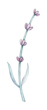 Suluboya leylak, lavanta çiçeği. Beyaz arka plan çiçek resimlerinde izole edilmiş. Bebek kıyafetleri, aşınma, doğum günü, sevgililer günü kartları, keten, ambalaj kağıdı, duvar kağıdı, ev dekorasyonu tekstili.