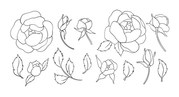 Vintage peonie linea fatta a mano o rosa set. Disegno botanico frorale. Isolato su fiori bianchi. Per auguri, inviti, matrimoni, compleanni, biglietti di San Valentino. Illustrazione botanica. — Foto Stock