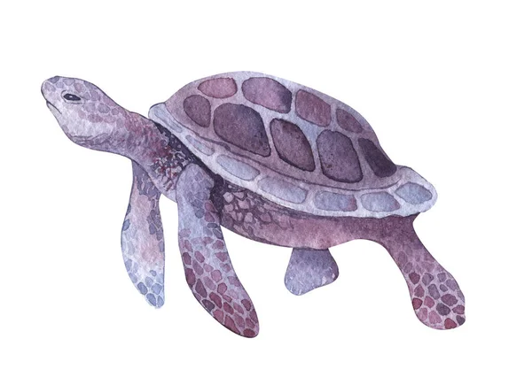 海紫海龟在孤立的白色背景上.水彩画。纺织品,包装纸,背景. — 图库照片