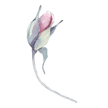 Klasik el yapımı şakayık ya da gül seti. Botanik froral tasarımı. Beyaz çiçeklerle izole edilmiş. Selamlama, davetiye, düğün, doğum günü, sevgililer günü kartı. Botanik illüstrasyon.