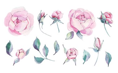 Klasik el yapımı şakayık ya da gül seti. Botanik froral tasarımı. Beyaz çiçeklerle izole edilmiş. Selamlama, davetiye, düğün, doğum günü, sevgililer günü kartı. Botanik illüstrasyon.