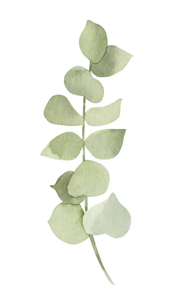 Akvarell grön, mynta eukalyptusblad. Isolerad på vit bakgrund. Handritade blommiga illustrationer. För tapeter, vykort, tryck, inbjudningar, mönster, affisch, förpackning, linne. — Stockfoto