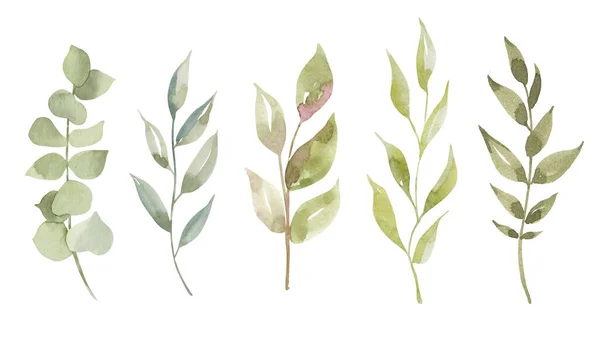 Watercolor green, mint, lilac wild leaves set. Isolated on white background. Hand drawn floral illustrations. For wallpaper, postcard, print, invitations, patterns, poster, packaging, linens etc — 스톡 사진