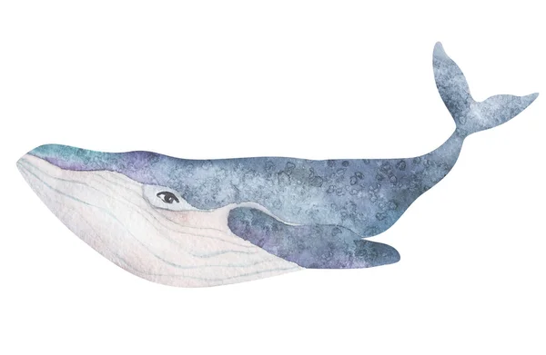 Aquarell niedliche lila Wale auf weißem Hintergrund. Sea Animal Hand zeichnen Kunst Illustration. Grafik für Stoff, T-Shirt, Postkarte, Grußkarte, Buch, Kinderposter, Aufkleber. — Stockfoto