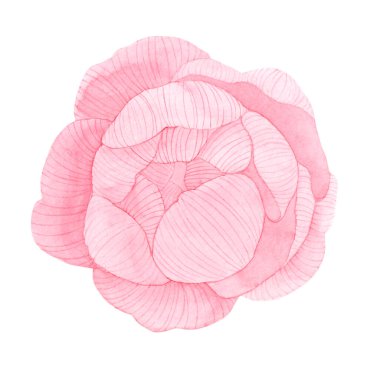 Klasik el yapımı şakayık ya da gül seti. Botanik froral tasarımı. Beyaz çiçeklerle izole edilmiş. Selamlama, davetiye, düğün, doğum günü, sevgililer günü kartı. Botanik illüstrasyon.