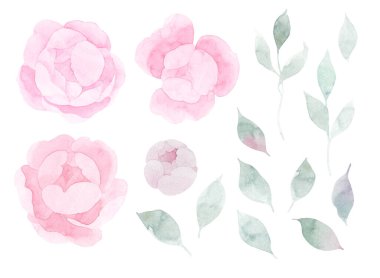 Klasik el yapımı şakayık ya da gül seti. Botanik froral tasarımı. Beyaz çiçeklerle izole edilmiş. Selamlama, davetiye, düğün, doğum günü, sevgililer günü kartı. Botanik illüstrasyon.