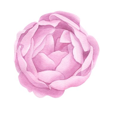 Klasik el yapımı şakayık ya da gül seti. Botanik froral tasarımı. Beyaz çiçeklerle izole edilmiş. Selamlama, davetiye, düğün, doğum günü, sevgililer günü kartı. Botanik illüstrasyon.