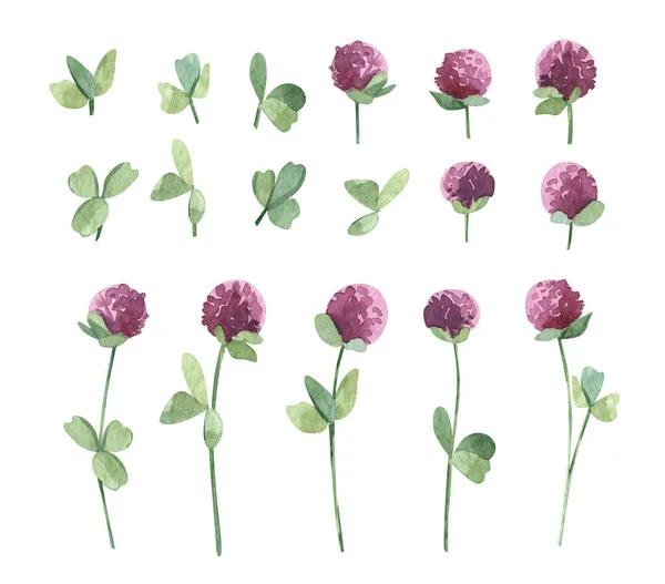 Watercolor botanical wild flower pink Clover big set. Hand drawn natural element isolated on white. For birthday, wedding card, invitation, greeting, mother day. Design logo. — Stockfoto