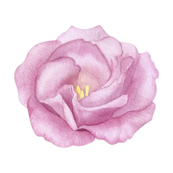 Vintage roze bloem aquarel handgemaakte illustratie. Rozenbloesem. Groet, uitnodiging, bruiloft, verjaardagskaart. Botanische bloemen ontwerp. Groene bladeren. Ontwerpelementen of logo. — Stockfoto