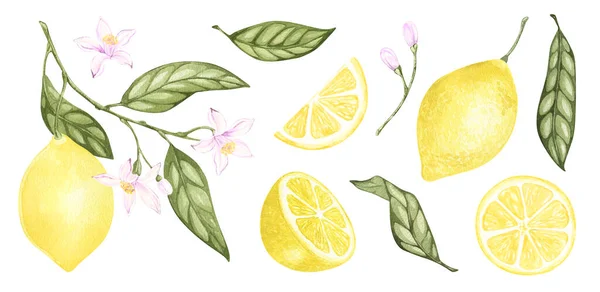 Uppsättning akvarell illustrationer av gula citrus citron frukter, blommor, gröna blad. Handmålade. på en vit bakgrund. för kökstextil, tapet, logotyp, förpackningsmat, tyger, bordsartiklar. — Stockfoto