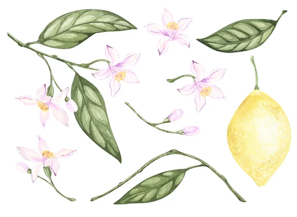 Uppsättning akvarell illustrationer av gula citrus citron frukter, blommor, gröna blad. Handmålade. på en vit bakgrund. för kökstextil, tapet, logotyp, förpackningsmat, tyger, bordsartiklar. — Stockfoto
