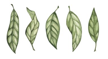 Suluboya yeşil yapraklar. Beyaz arka planda izole edilmiş. El çizimi çiçek çizimleri. Duvar kağıdı, kartpostal, baskı, davetiyeler, desenler, poster, ambalaj, keten.