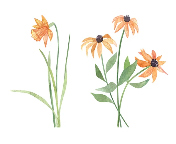 Akvarel botanické divoké oranžové zahradní květiny. Ručně kreslený přírodní prvek izolovaný na bílo. Na narozeniny, svatební oznámení, pozvání, pozdrav, Den matek. Logo návrhu. — Stock fotografie