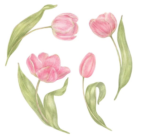 Akwarela Ręcznie Rysowane Kwiaty Tulipany Zestaw Stylu Vintage Wiosenna Ilustracja — Zdjęcie stockowe
