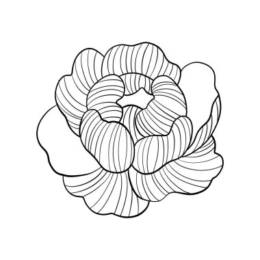 El çizgisi vektör çiçekleri ayarlandı. Şakayık çizimi. Logo tasarımı