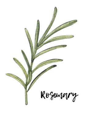 Suluboya biberiye. El çizimi çizimi. Beyaz üzerine izole edilmiş baharat. Clipart nesnesi