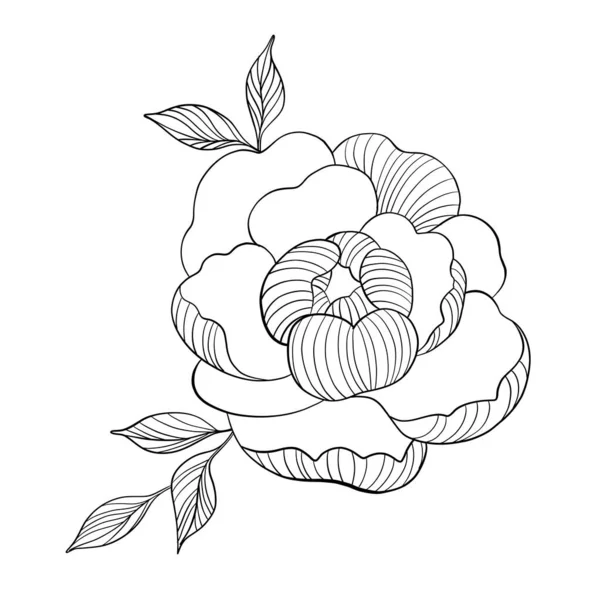 Ręcznie Rysować Linii Wektor Kwiaty Zestaw Ilustracja Piwonii Konstrukcja Logo — Wektor stockowy