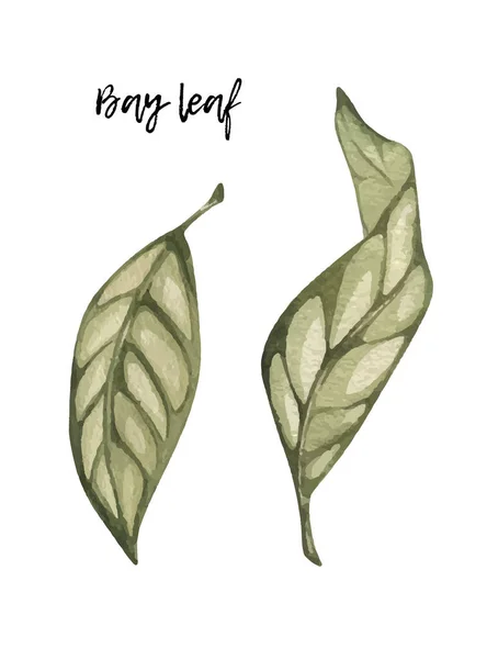 Hoja Laurel Acuarela Ilustración Dibujada Mano Especia Aislada Blanco Objeto — Vector de stock