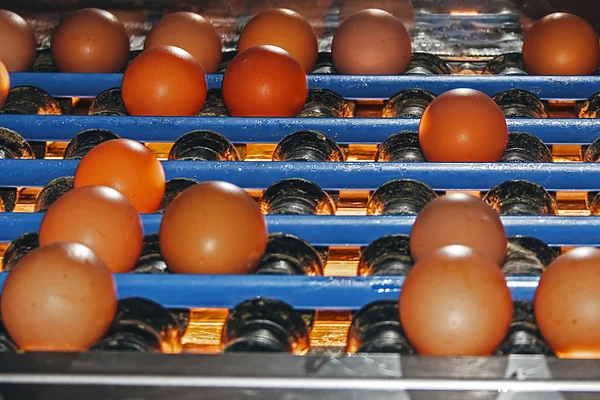 Přeprava vajec do kontrolního bodu eggtester — Stock fotografie