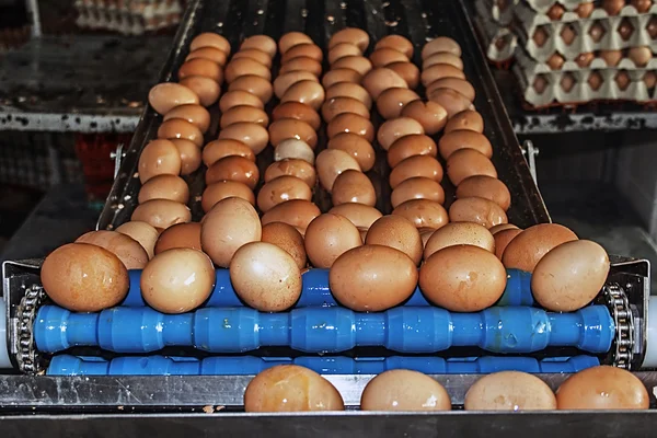Uova lavate su una linea industriale blu — Foto Stock