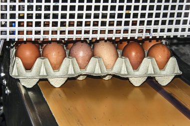 yumurta paketleme hattı 2