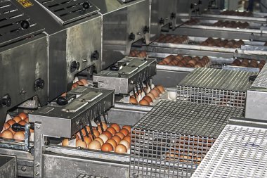 yumurta paketleme hatları 1