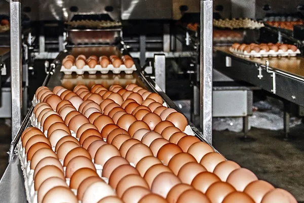 Egg packaging line 4 — Zdjęcie stockowe