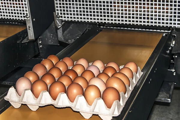 Egg packaging line 1 — Stock Photo, Image