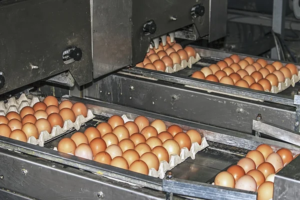Egg packaging lines 4 — Stock Photo, Image
