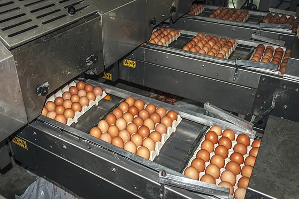 Egg packaging lines 3 — Stock Photo, Image