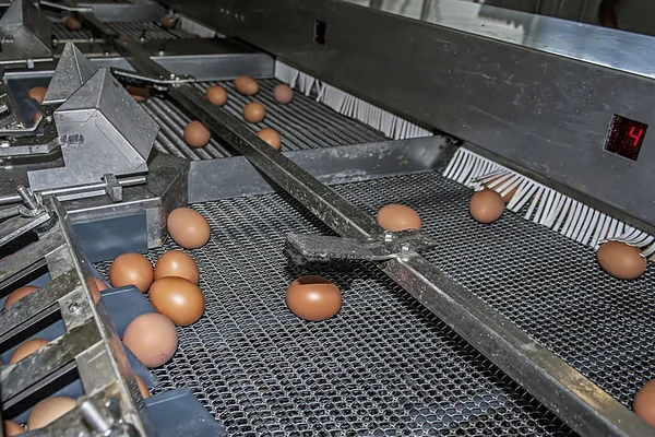 Point grading eggs — Stock Photo, Image