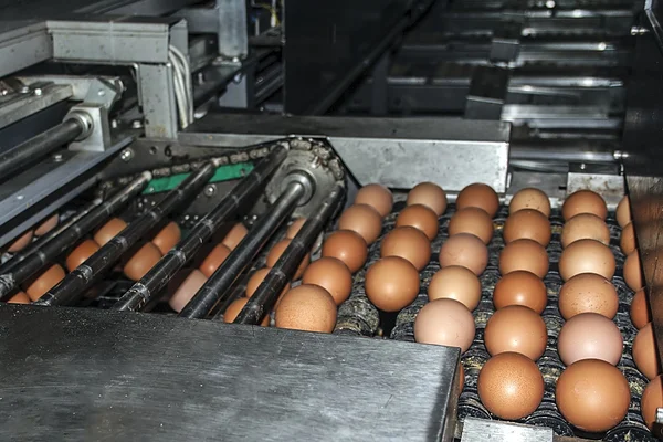 Industrial plant selection for egg — Stock Photo, Image