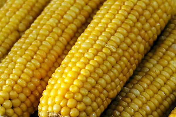 Boiled corn cobs 1 — Stock Photo, Image