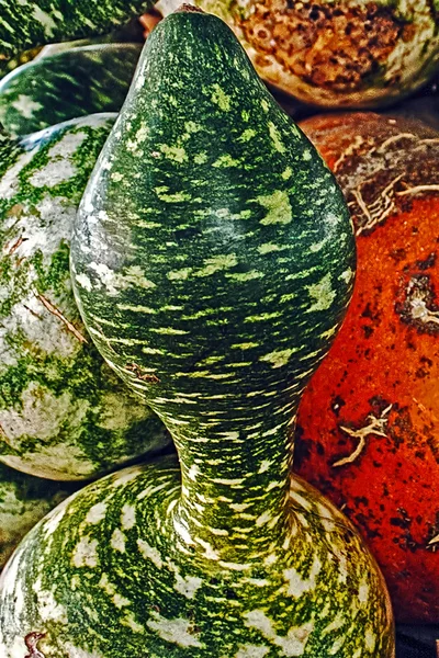 Giant pumpkins — Stock Photo, Image