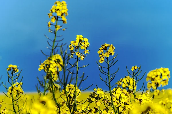 Kolza çiçekleri — Stok fotoğraf