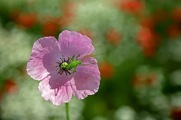 Blomma med beetle — Stockfoto