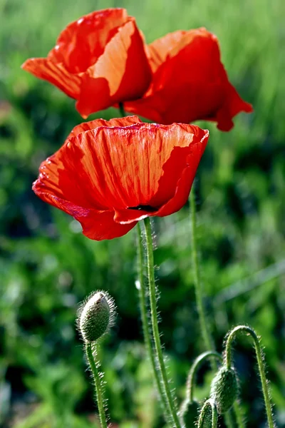 Flores de amapolas-1 — Foto de Stock