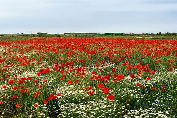 Landscape with poppies and chamomile-6 — Stock Photo, Image