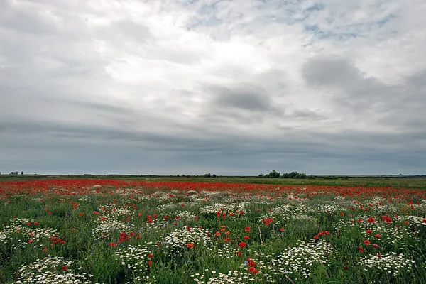 Landschap met papavers en kamille-9 — Stockfoto