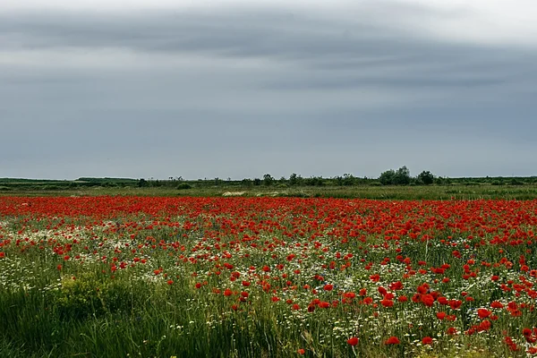 Landscape with poppies and chamomile-10 — Stock Photo, Image