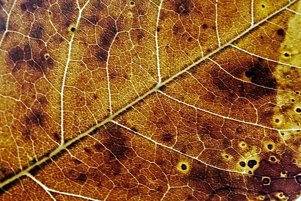 Gold autumn leaf texture 1 — Stock Photo, Image
