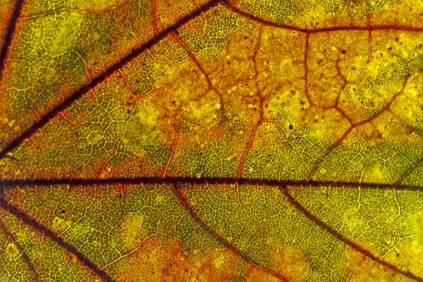 Foglie di autunno colorate — Foto Stock
