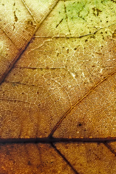 Bunte Herbstblätter 1 — Stockfoto