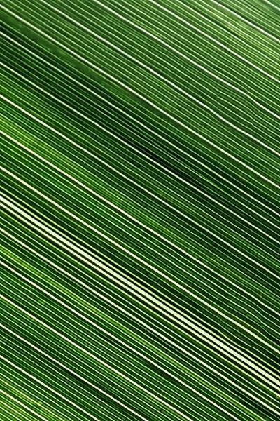 Linien und Texturen der grünen Blätter — Stockfoto