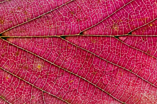 Tekstur daun musim gugur merah — Stok Foto