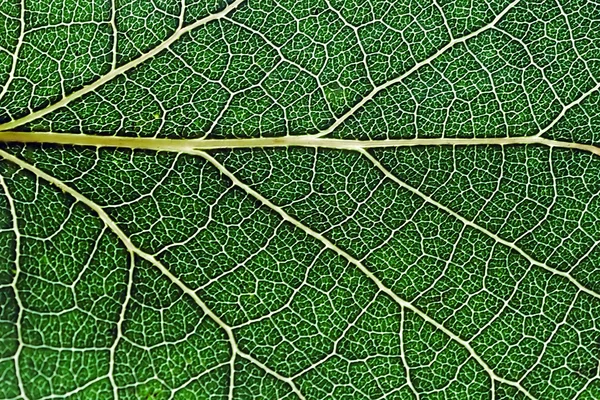 Leaf texture 2 — Stock Photo, Image